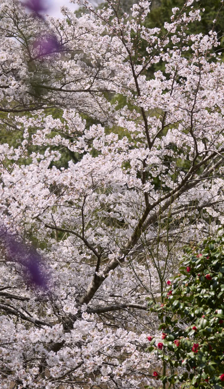 箕面公園（徒歩7分／約490m）