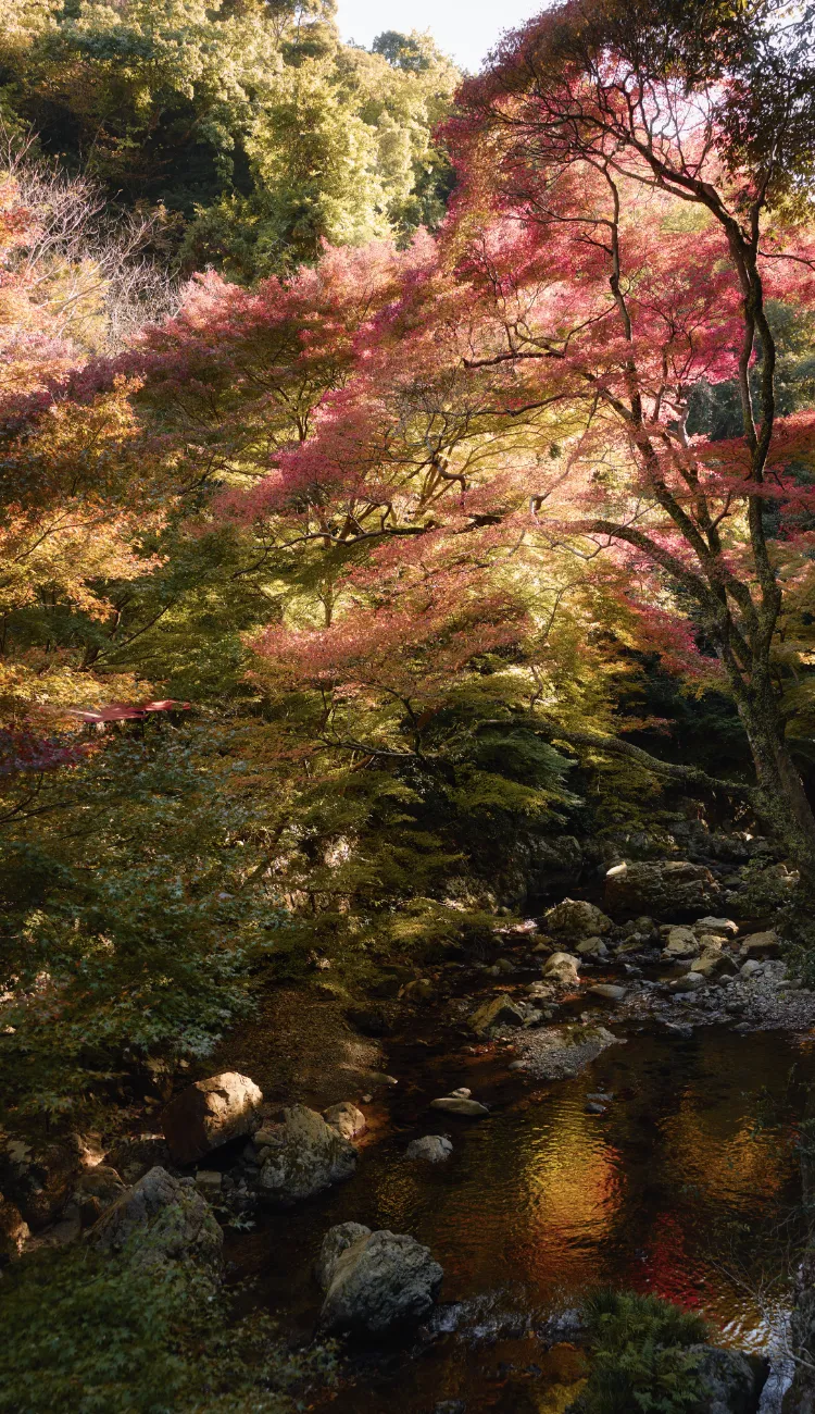 箕面公園（徒歩7分／約490m）