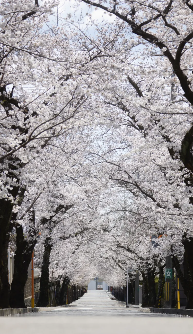 箕面桜並木通り（徒歩6分／約440m）